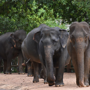 Pinnawala